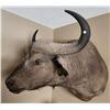 Image 2 : African Cape Buffalo Shoulder Mount