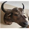 Image 3 : African Cape Buffalo Shoulder Mount