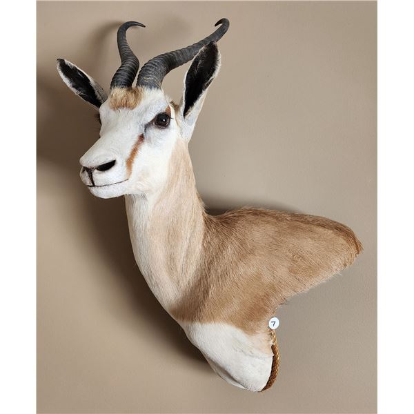Springbok Antelope