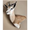 Image 1 : Springbok Antelope