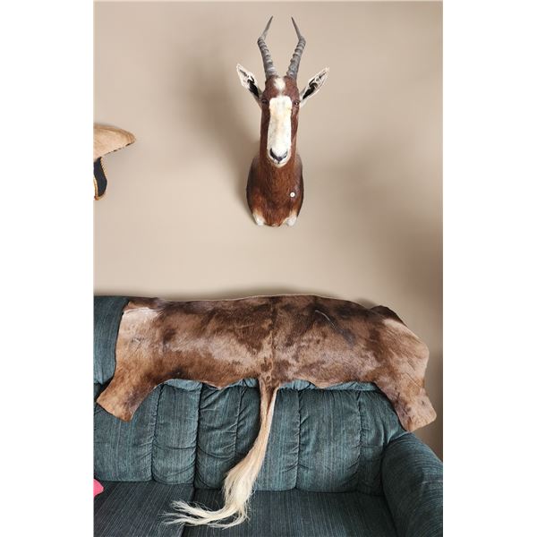 Blesbok Antelope Head Mount & Hide