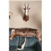 Image 1 : Blesbok Antelope Head Mount & Hide