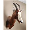 Image 2 : Blesbok Antelope Head Mount & Hide