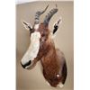 Image 3 : Blesbok Antelope Head Mount & Hide