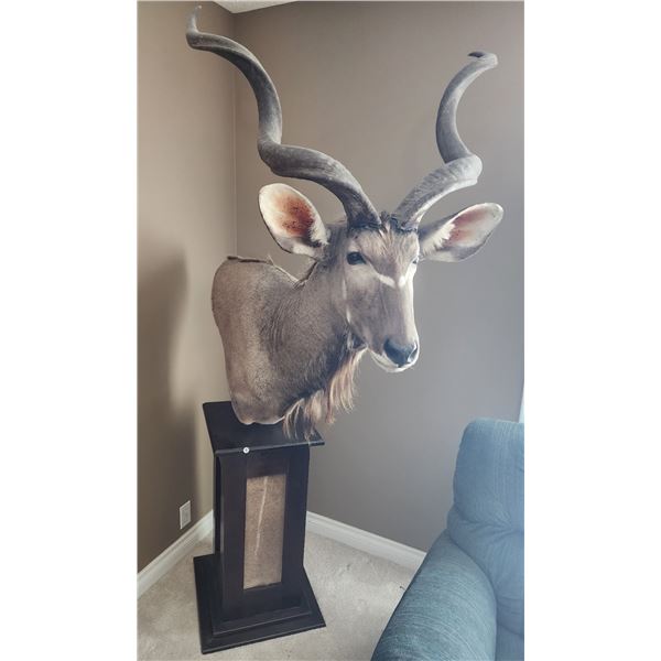 South African Greater Kudu 1/2 Mounted on Swivel Pedestal
