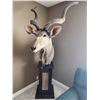 Image 4 : South African Greater Kudu 1/2 Mounted on Swivel Pedestal