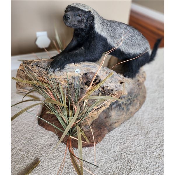 African Honey Badger