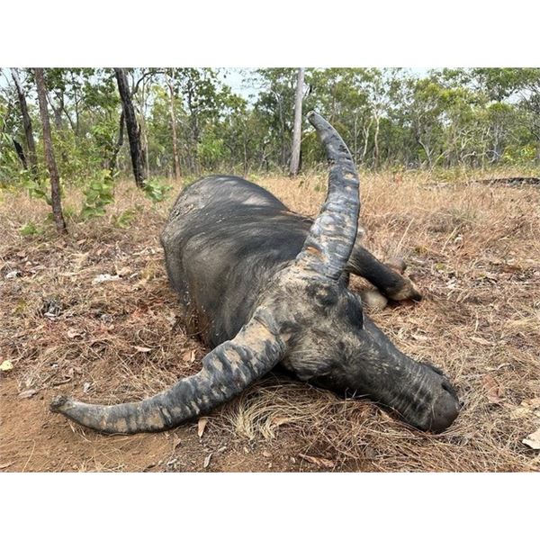 Australia Buffalo Hunt