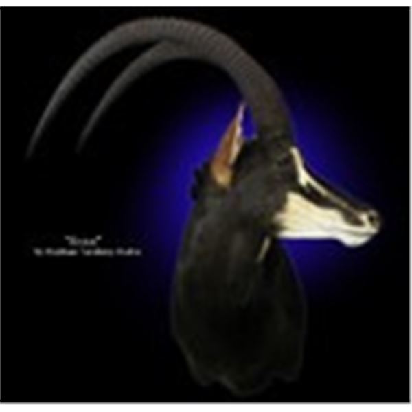 NorthEast Taxidermy - Sable Shoulder Mount