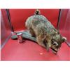 Image 1 : Racoon On Log Taxidermy