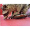 Image 2 : Racoon On Log Taxidermy