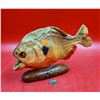 Image 1 : Red-Bellied Piranha Taxidermy Fish
