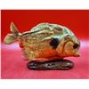 Image 2 : Red-Bellied Piranha Taxidermy Fish