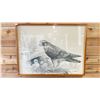Image 1 : FRAMED PENCIL ON PAPER OF PEREGRINE FALCON 41" X 31"