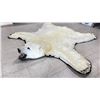Image 2 : POLAR BEAR RUG WITH PAPERS APPROXIMATELY 6'1" X 6'3"