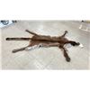 Image 2 : COUGAR SKIN WITH PAPERS APPROXIMATELY 74" X 42"