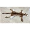 Image 2 : COUGAR SKIN WITH PAPERS APPROXIMATELY 72" X 41"