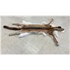 Image 2 : COUGAR SKIN WITH PAPERS APPROXIMATELY 71" X 42"