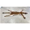 Image 2 : COUGAR SKIN WITH PAPERS APPROXIMATELY 78" X 41"