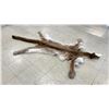 Image 2 : COUGAR SKIN WITH PAPERS APPROXIMATELY 77" X 44"