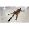 Image 3 : COUGAR SKIN WITH PAPERS APPROXIMATELY 80" X 43"
