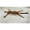Image 4 : COUGAR SKIN WITH PAPERS APPROXIMATELY 80" X 43"