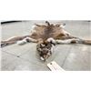 Image 5 : COUGAR SKIN WITH PAPERS APPROXIMATELY 80" X 43"