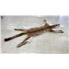 Image 2 : COUGAR SKIN WITH PAPERS APPROXIMATELY 71" X 41"