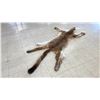 Image 3 : COUGAR SKIN WITH PAPERS APPROXIMATELY 71" X 41"