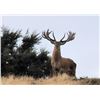 Image 12 : Red Stag Cancellation Rut Hunt for 6 Hunters at Glen Dene - March 30 to April 3, 2025