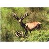 Image 3 : Red Stag Cancellation Rut Hunt for 6 Hunters at Glen Dene - March 30 to April 3, 2025