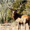 Image 5 : Red Stag Cancellation Rut Hunt for 2 Hunters at Avon Valley Safaris - March 17-21, 2025
