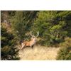 Image 8 : Red Stag Cancellation Rut Hunt for 2 Hunters at Avon Valley Safaris - March 17-21, 2025