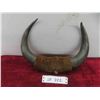 Image 1 : Buffalo Horns 13'' Across at Widest x 9'' Tall 