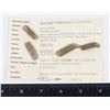 Image 1 : HAMITES MAXIMUS FOSSILS