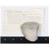 Image 1 : HEXAGONARIA PERCARINATE DEVONIAN