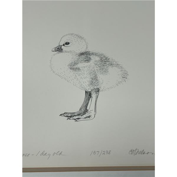 1984 Ross' Goose 1 Day Old 137/238 (Frame: 16x18.75")