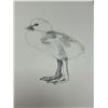 Image 4 : 1984 Ross' Goose 1 Day Old 137/238 (Frame: 16x18.75")