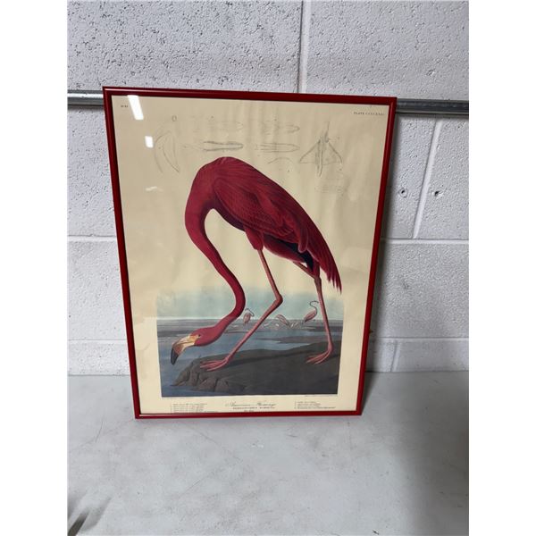 American flamingo framed print 15 x 20"