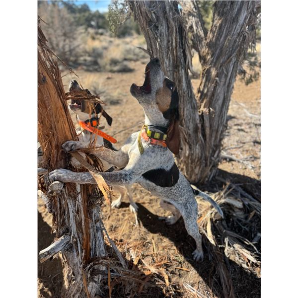 8 Month old Male Hound Pup