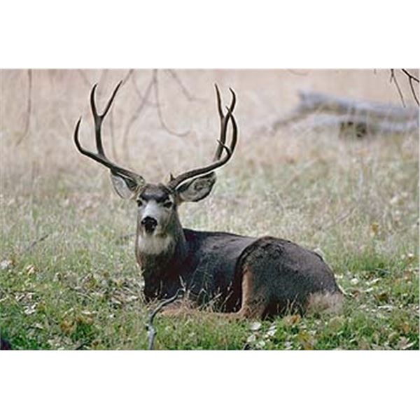 Utah Book Cliffs Limited Entry Buck Deer Muzzleloader Permit