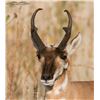 Image 1 : Utah Box Elder Limited Entry Buck Pronghorn Any Legal Weapon Permit