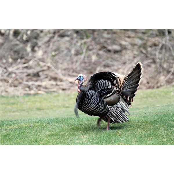 Utah Northern Area Bearded Turkey Any Legal Weapon Permit
