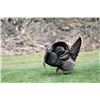 Image 1 : Utah Southern Area Bearded Turkey Any Legal Weapon Permit