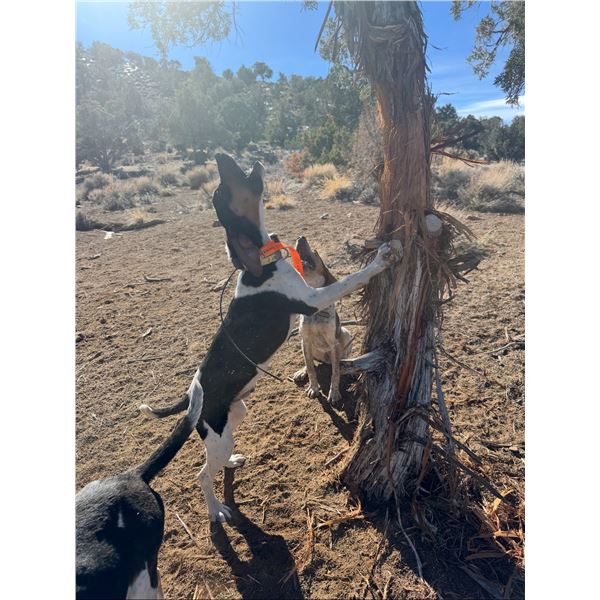 8 Month old Male Hound Pup