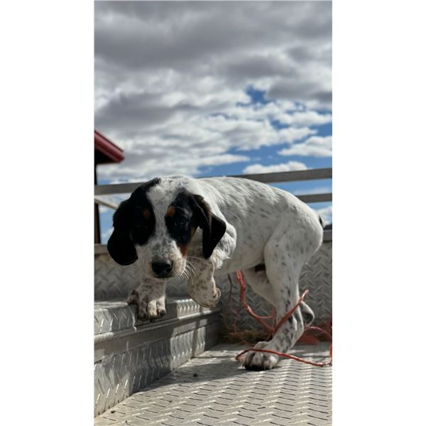 10 Week old Male Hunter Mecham Hound Pup