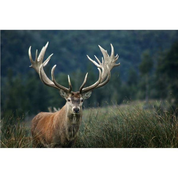 New Zealand Red Stag Hunt