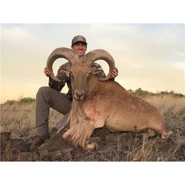 West Texas Aoudad Hunt