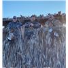 Image 1 : SCWA Duck Club 2025 Duck Hunt 3 People, 1 Day