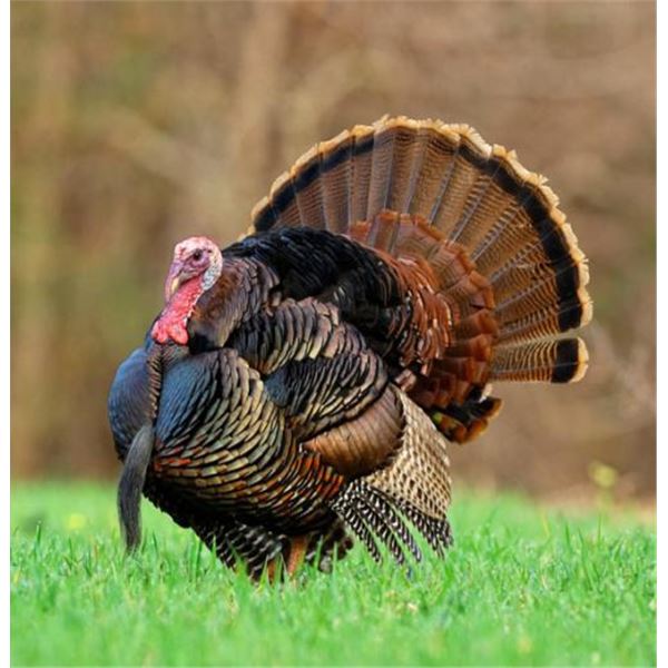 Blue Lands Plantation Turkey Hunt 2 People, 1 Day Donated by Jamie Walker